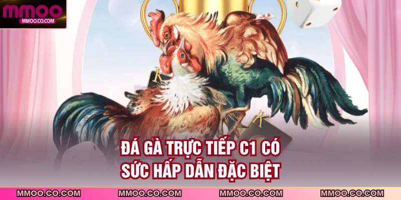 Đá gà trực tiếp C1 có sức hấp dẫn đặc biệt